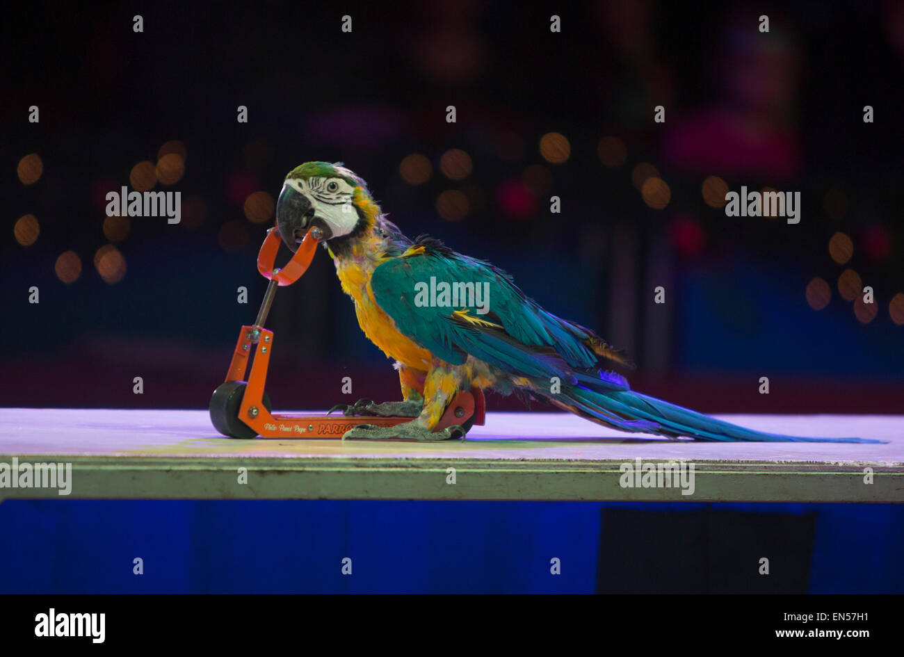 Ein neues Gesetz erlaubt keine Wildtiere im niederländischen Zirkus Renz durchführen. Stockfoto