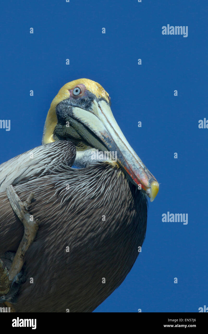 Der braune Pelikaner Pelecanus occidentalis Fort Myers Strand-Golf Küste Florida USA Stockfoto