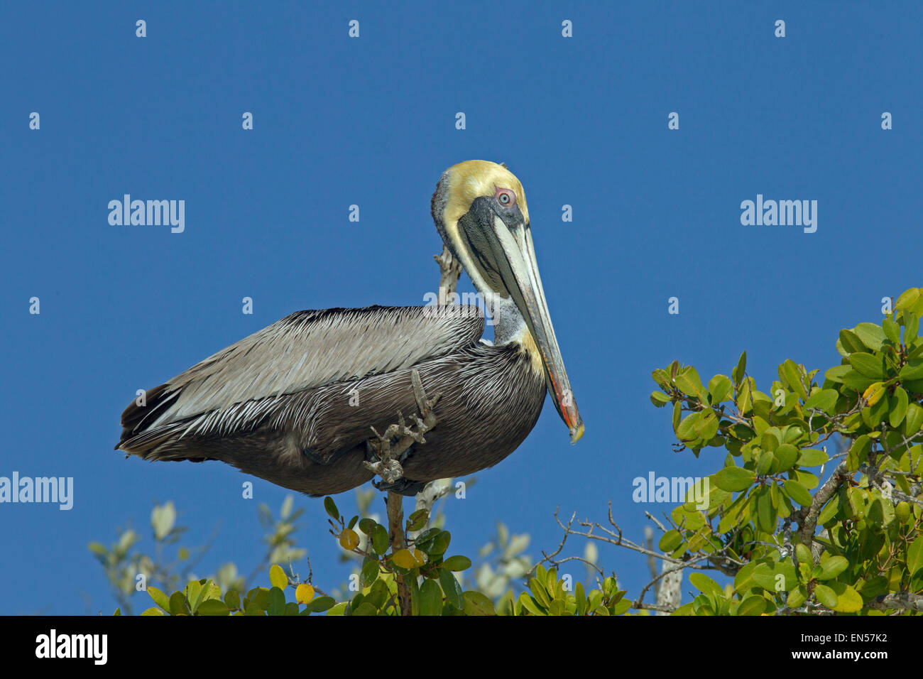 Brauner Pelikan Pelecanus Occidentalis thront in Mangroven-Baum Florida Golfküste USA Stockfoto