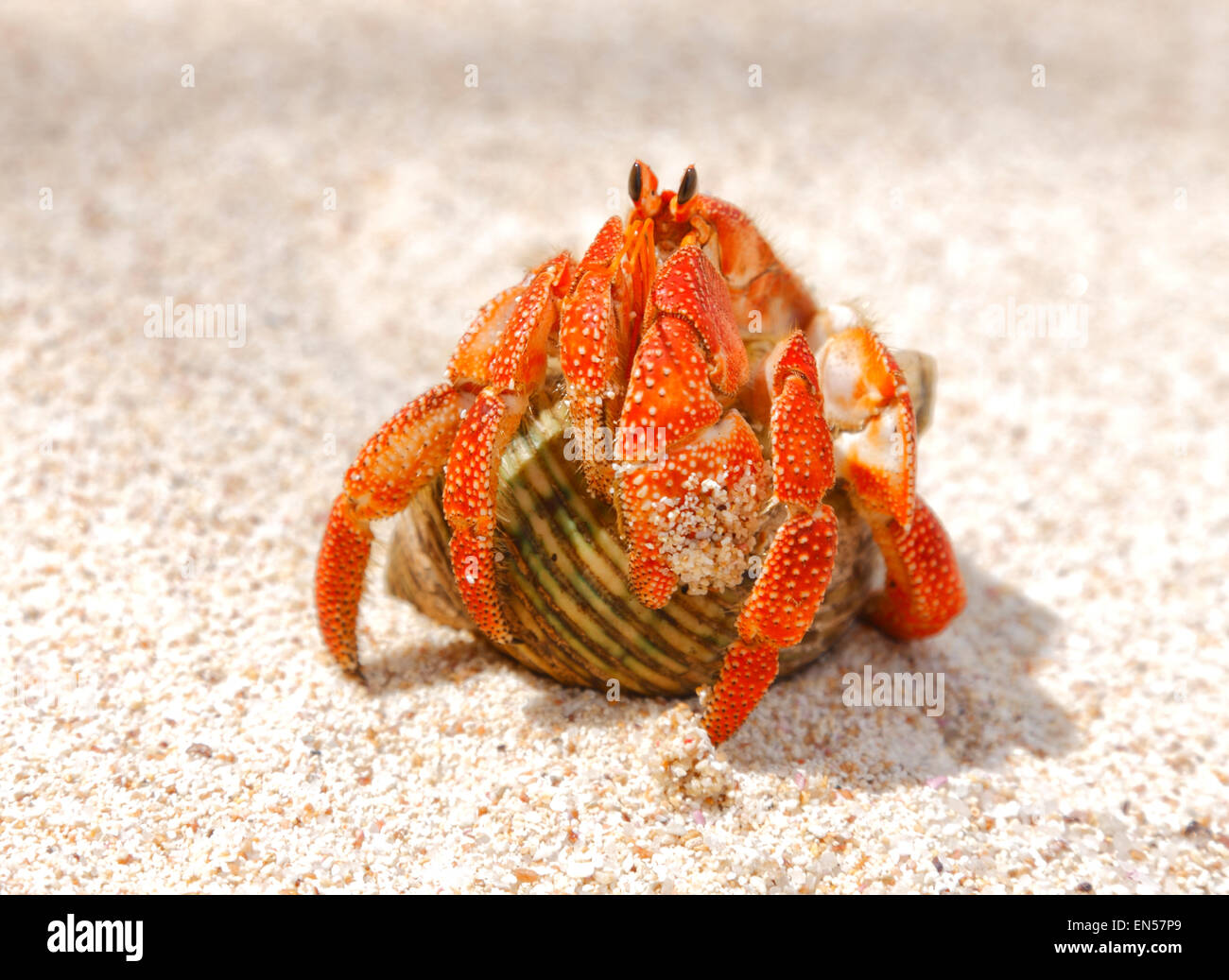 Einsiedlerkrebs hautnah am Strand, Seychellen, La Digue Stockfoto