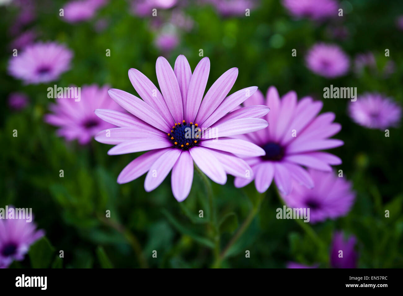 Eine Nahaufnahme von einem Aschenpflanze Violeta-Blumen Stockfoto