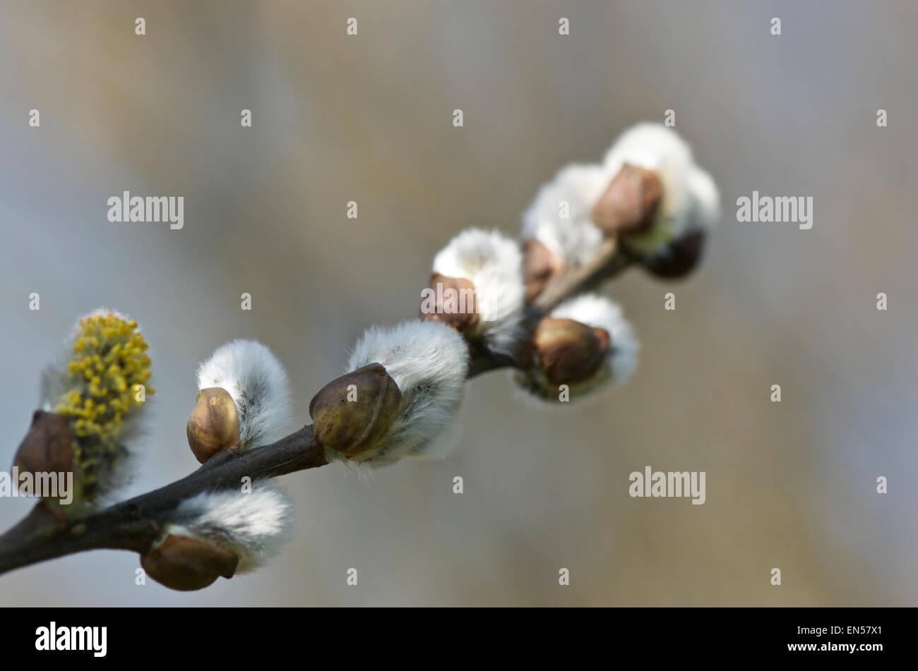 Pelzigen Silber Kätzchen der Ziege Weiden Stockfoto