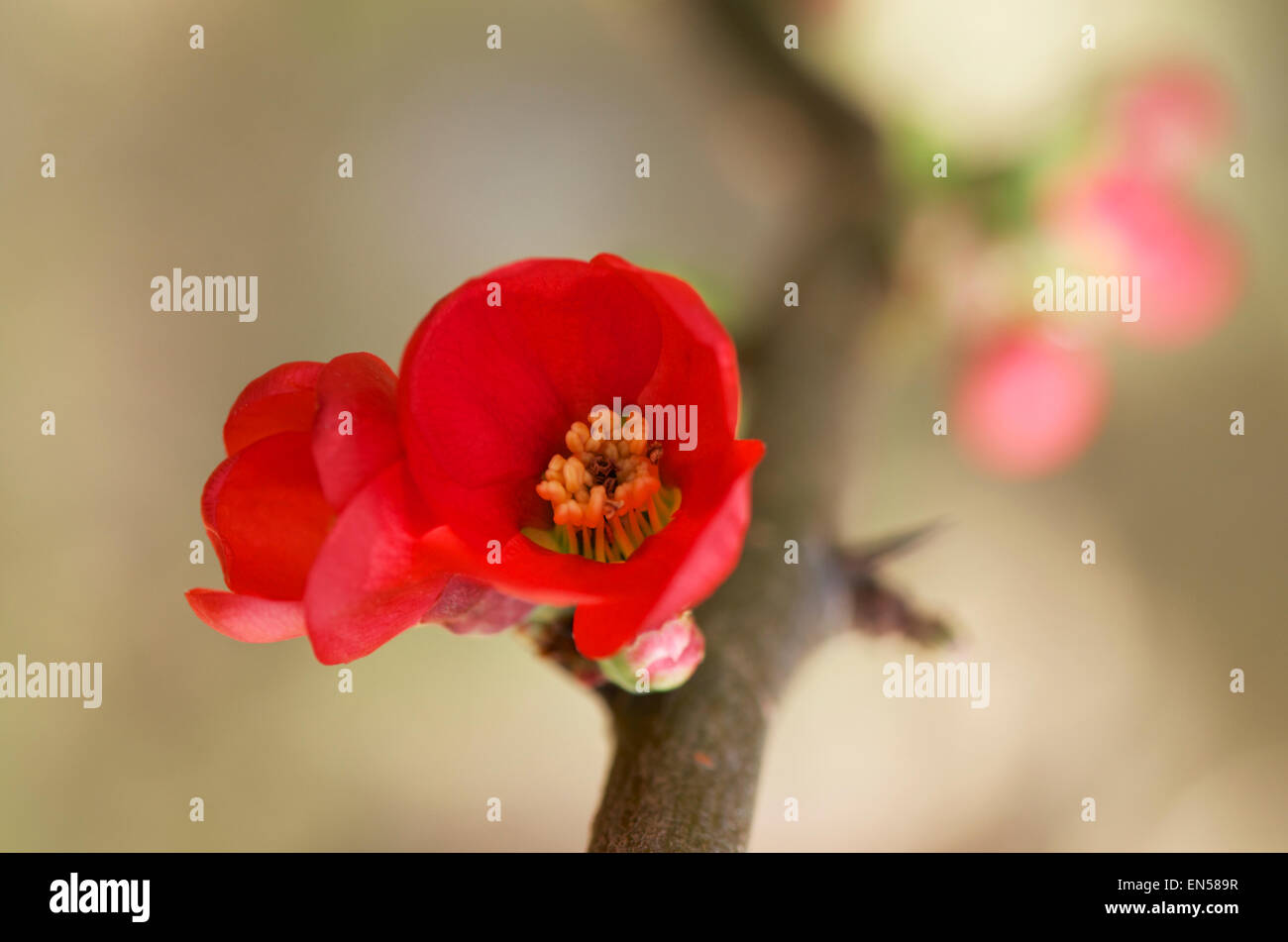Frühlingsblumen Sie roten japanische Quitte oder Chaenomeles Speciosa. Stockfoto