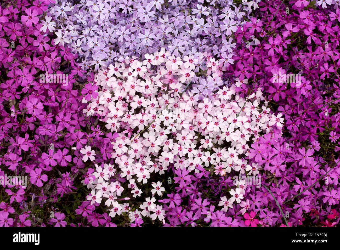 Bunte Phlox douglasii weiß lila Stockfoto