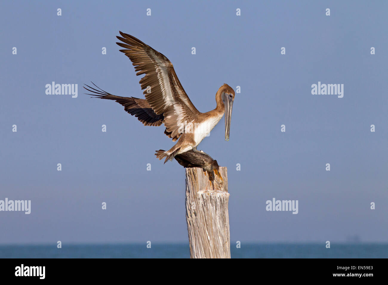 Brauner Pelikan Pelecanus Occidentalis Landung auf Kormoran Florida Gulf Coast USA Stockfoto