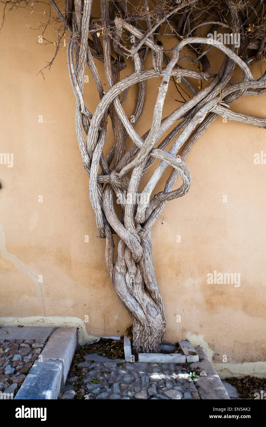 Verdrehte Baum Wurzeln einer Straße Wand in Syros, griechische Inseln Stockfoto