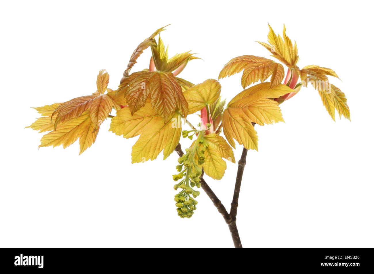 Frische neue Blätter und Blumen von einer Platane isoliert gegen weiß Stockfoto