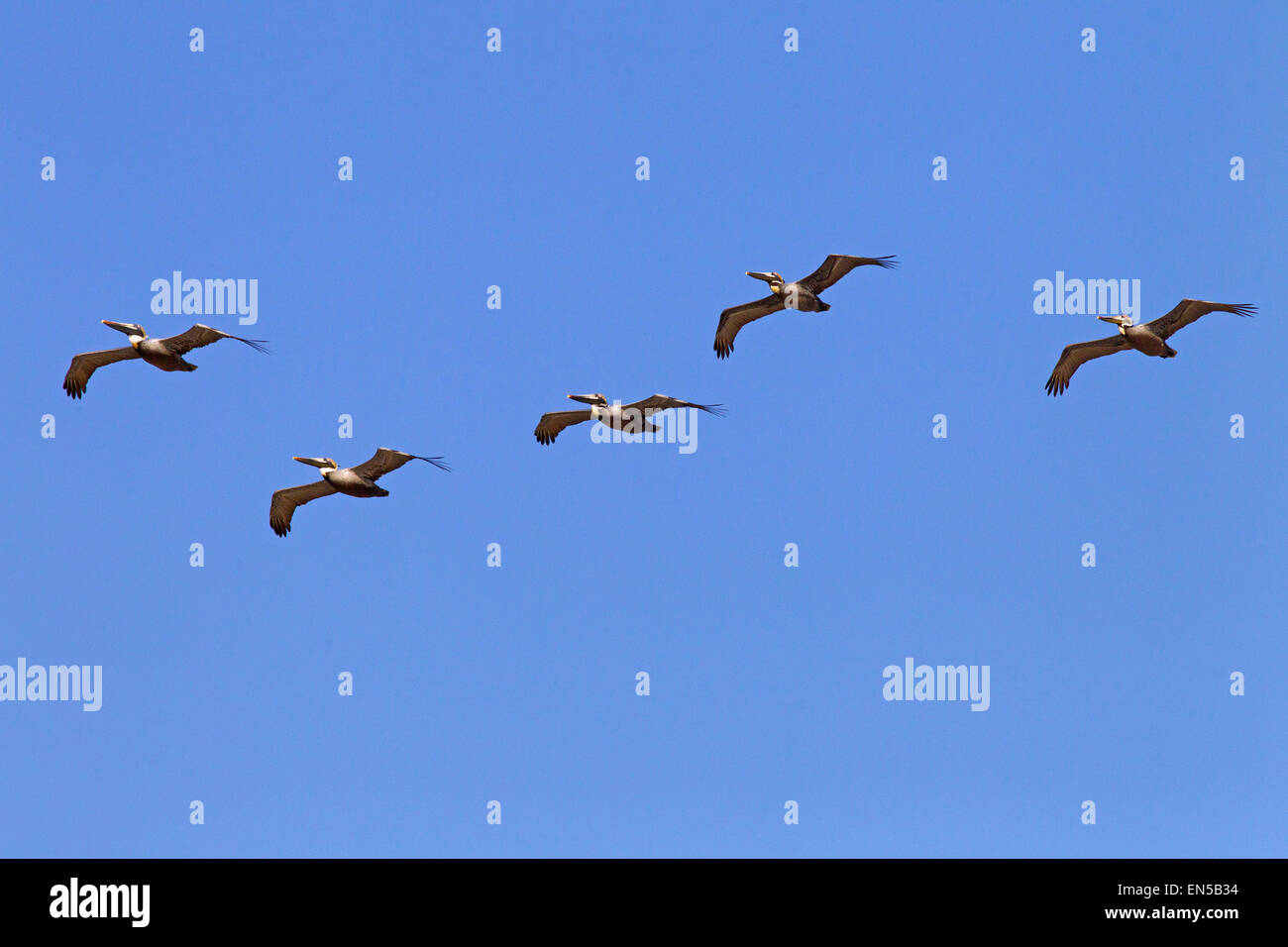 Brauner Pelikan Pelecanus Occidentalis im Flug Florida Gulf coast USA Stockfoto