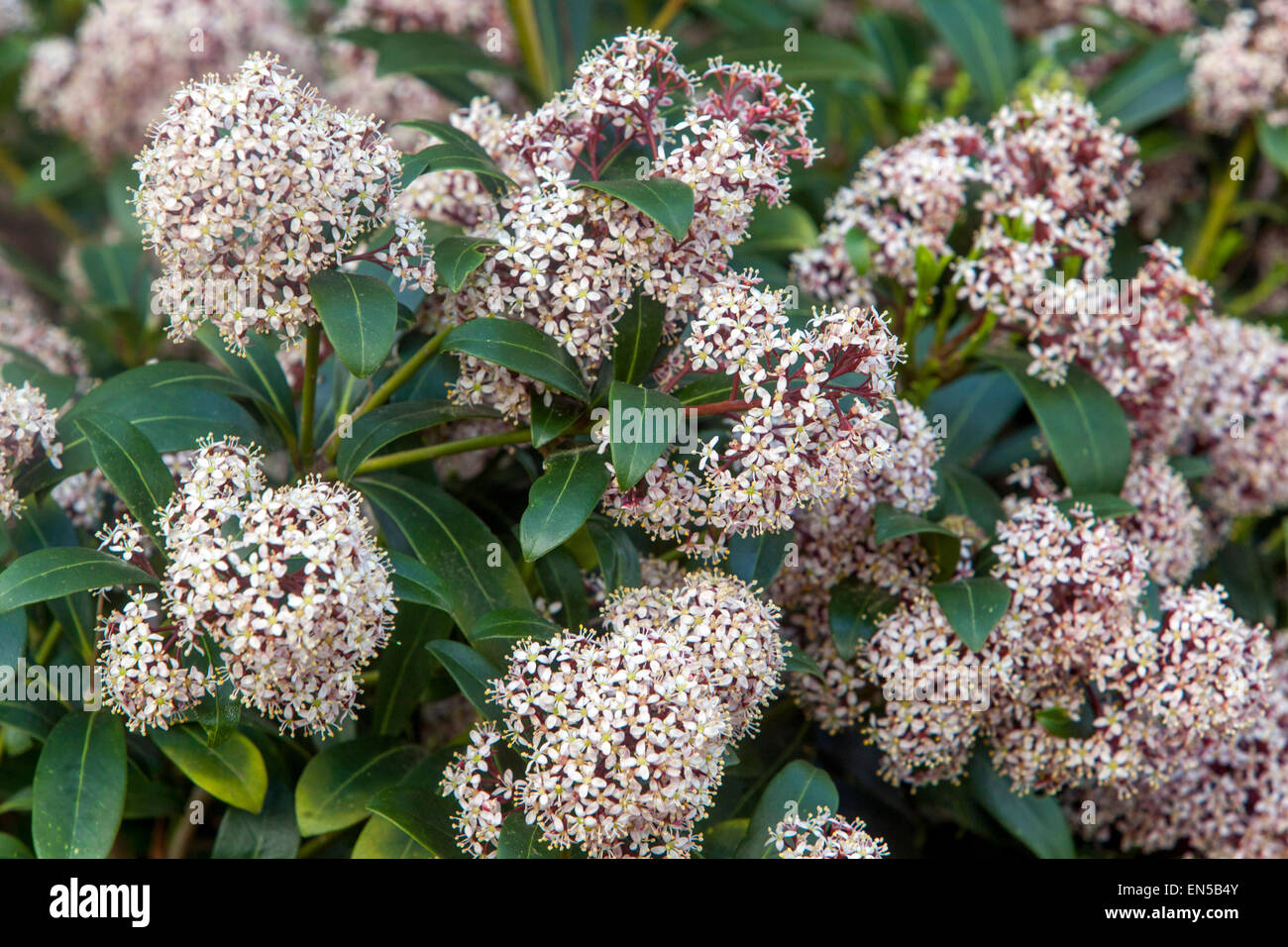 Skimmia Rubella Stockfoto