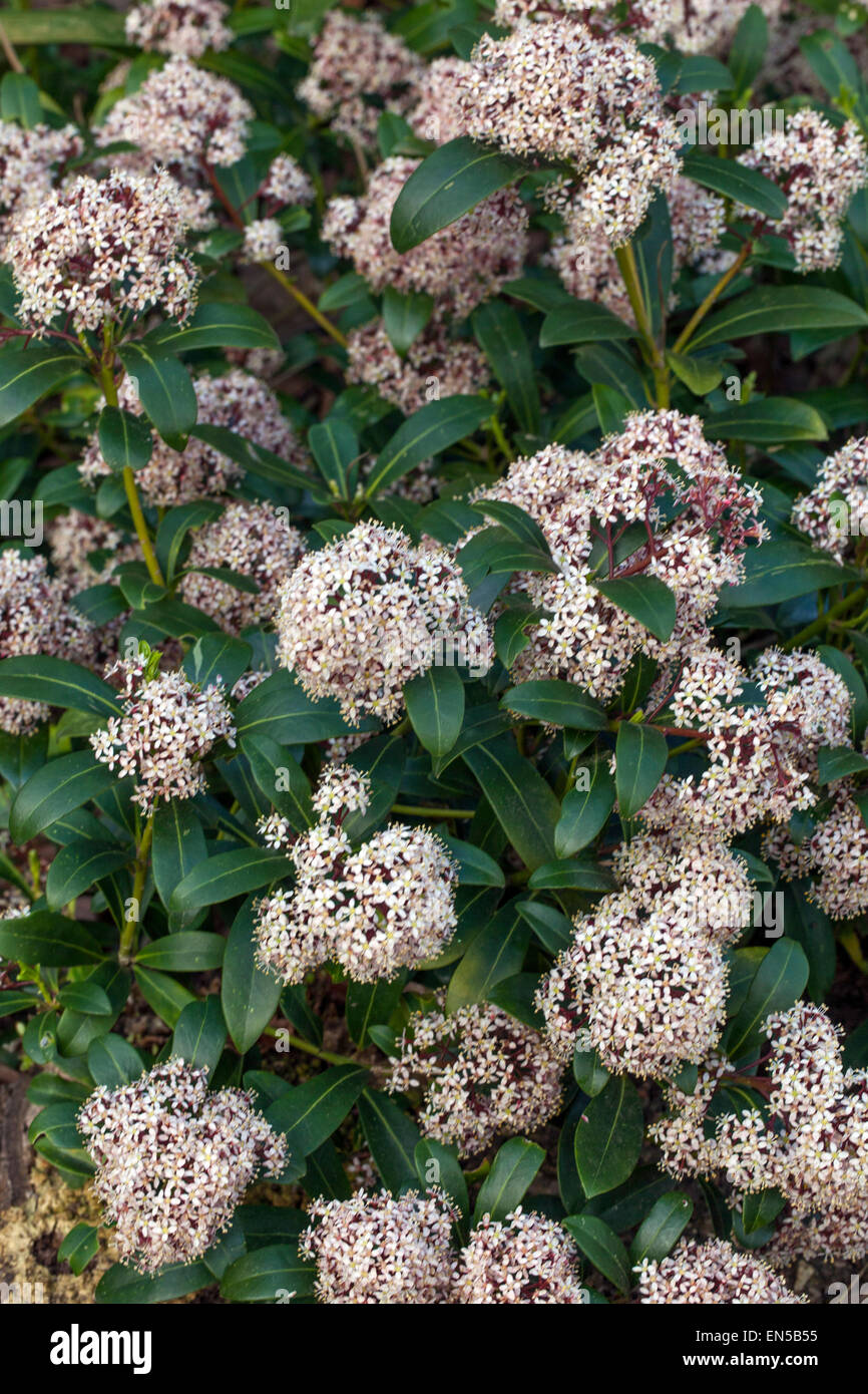 Skimmia japonica 'Rubella' Stockfoto