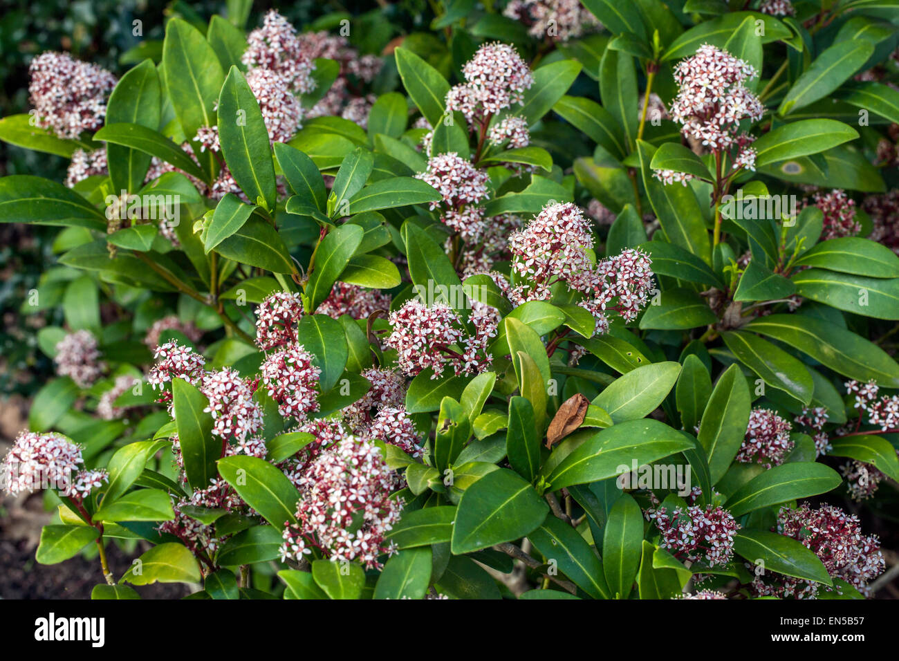 Skimmia japonica „Rubella“ Skimmia plant Stockfoto