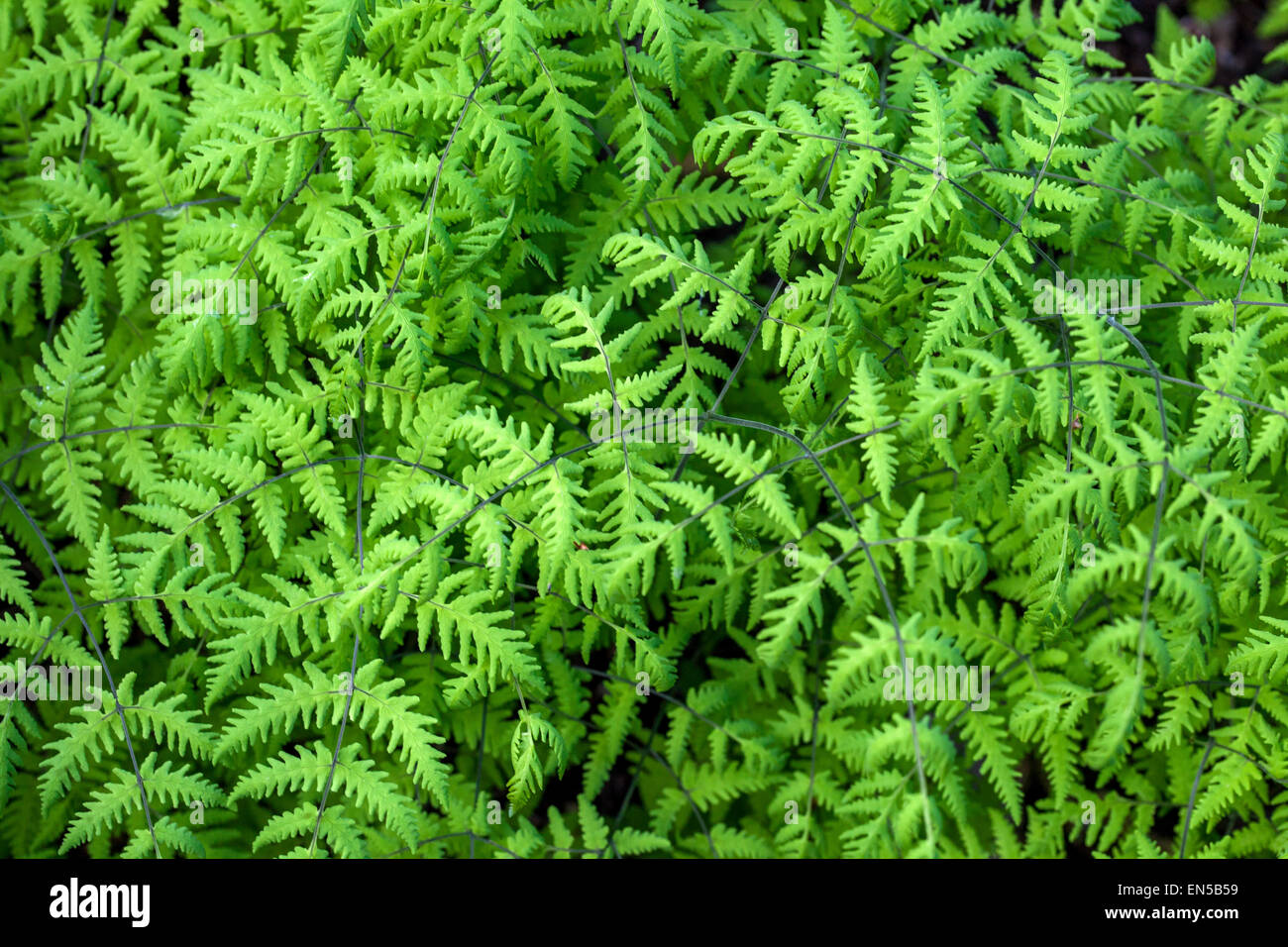 Eiche, Farn, Gymnocarpium dryopteris Blätter Stockfoto