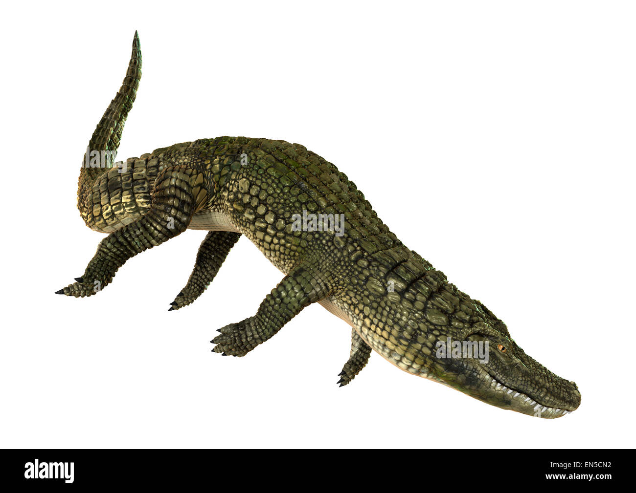 Digitale 3D Rendern eines amerikanischen Krokodil oder Alligator Mississippiensis isoliert auf weißem Hintergrund Stockfoto