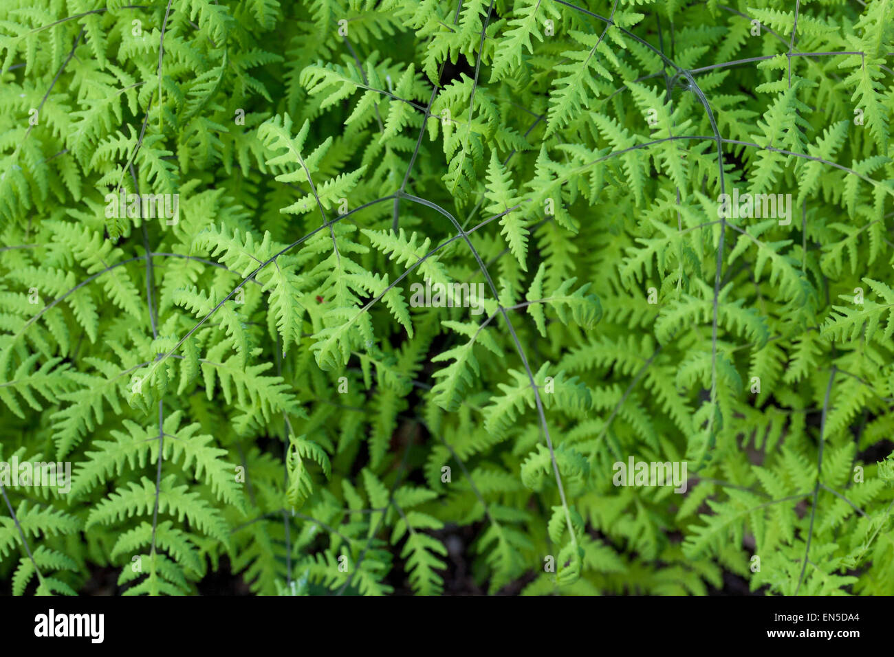 Gymnocarpium dryopteris farn Stockfoto