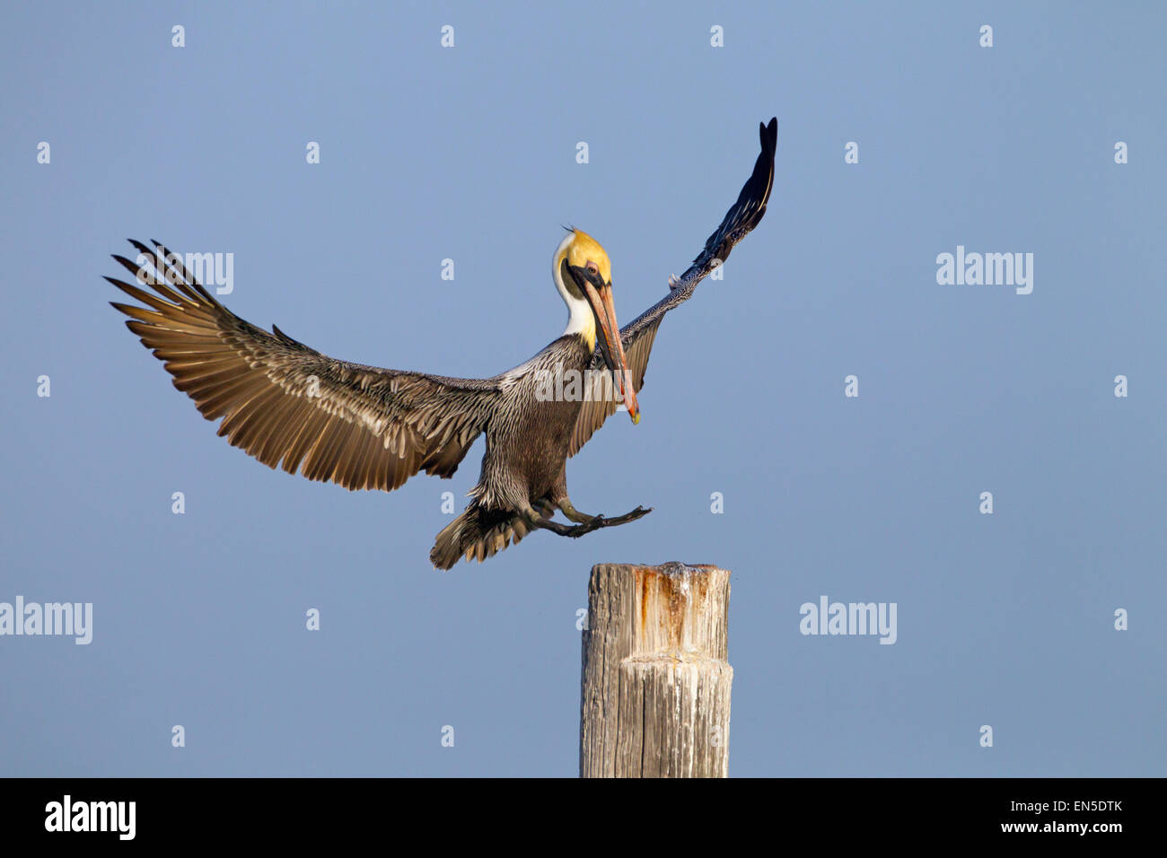 Brauner Pelikan Pelecanus Occidentalis kommen ins Land Florida Gulf coast USA Stockfoto