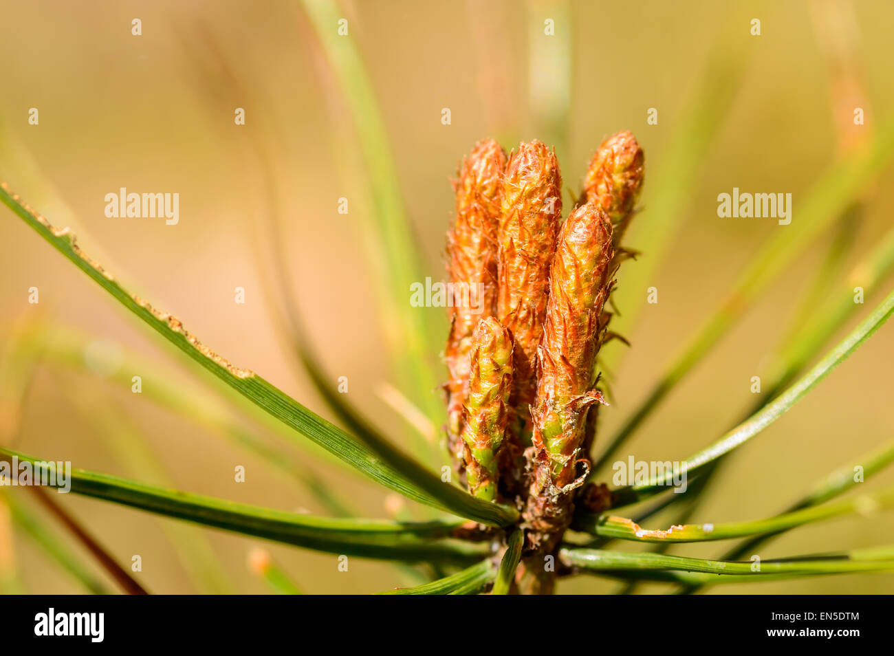 Kleinen Blütenknospen am Kiefer im zeitigen Frühjahr. Sonnenschein und Wärme macht sie wachsen. Stockfoto