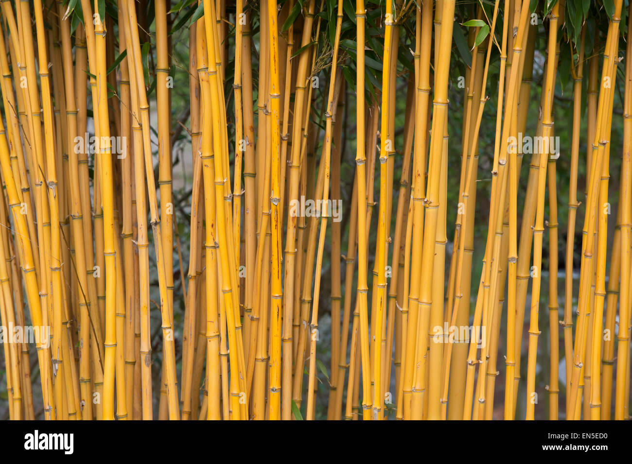 Phyllostachys aureosulcata f. aureocaulis. Gelbe Nut Bambus. Großbritannien Stockfoto