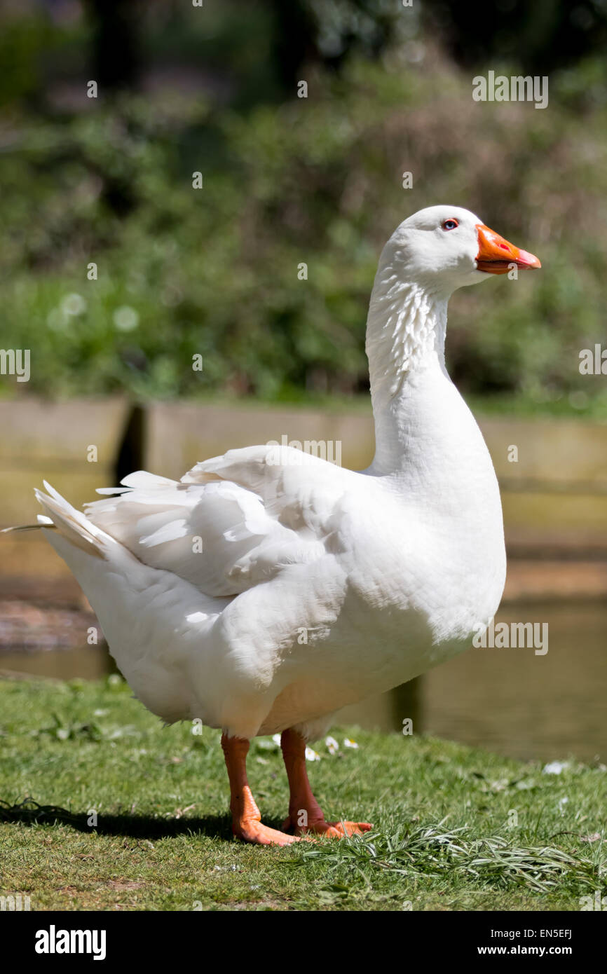Weiße Gans auf Gemeindeland durch ein Dorf Ententeich Stockfoto