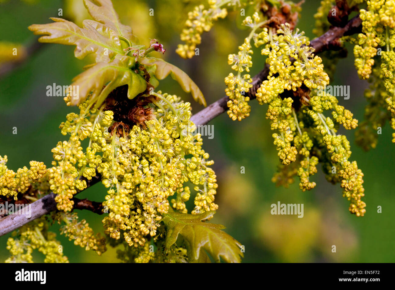 Englische Eiche, Blume Quercus robur Frühlingspollen Katkins Stockfoto