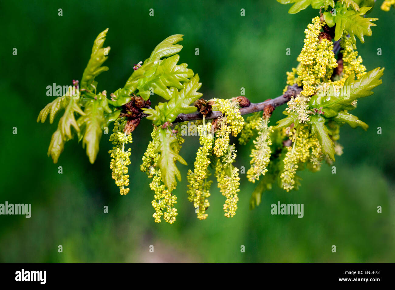 Englische Eiche, Quercus robur Blätter Frühling Blütenstand Stockfoto