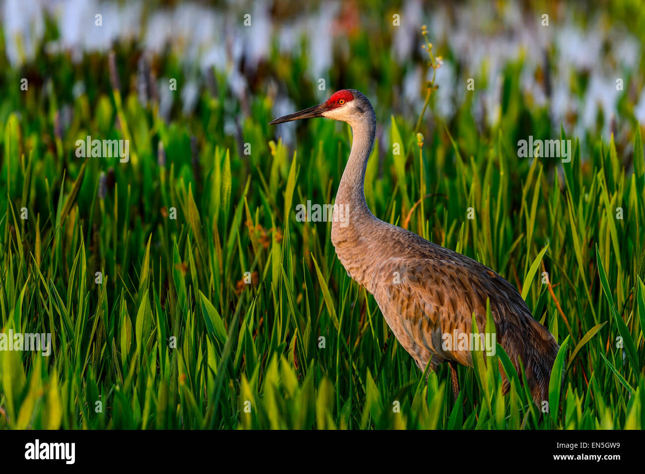 Sandhill Kran, Viera Feuchtgebiete Stockfoto