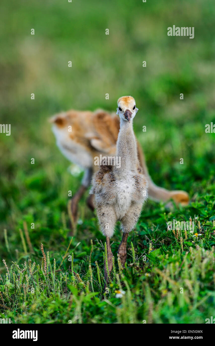 Sandhill Kran, Viera Feuchtgebiete Stockfoto