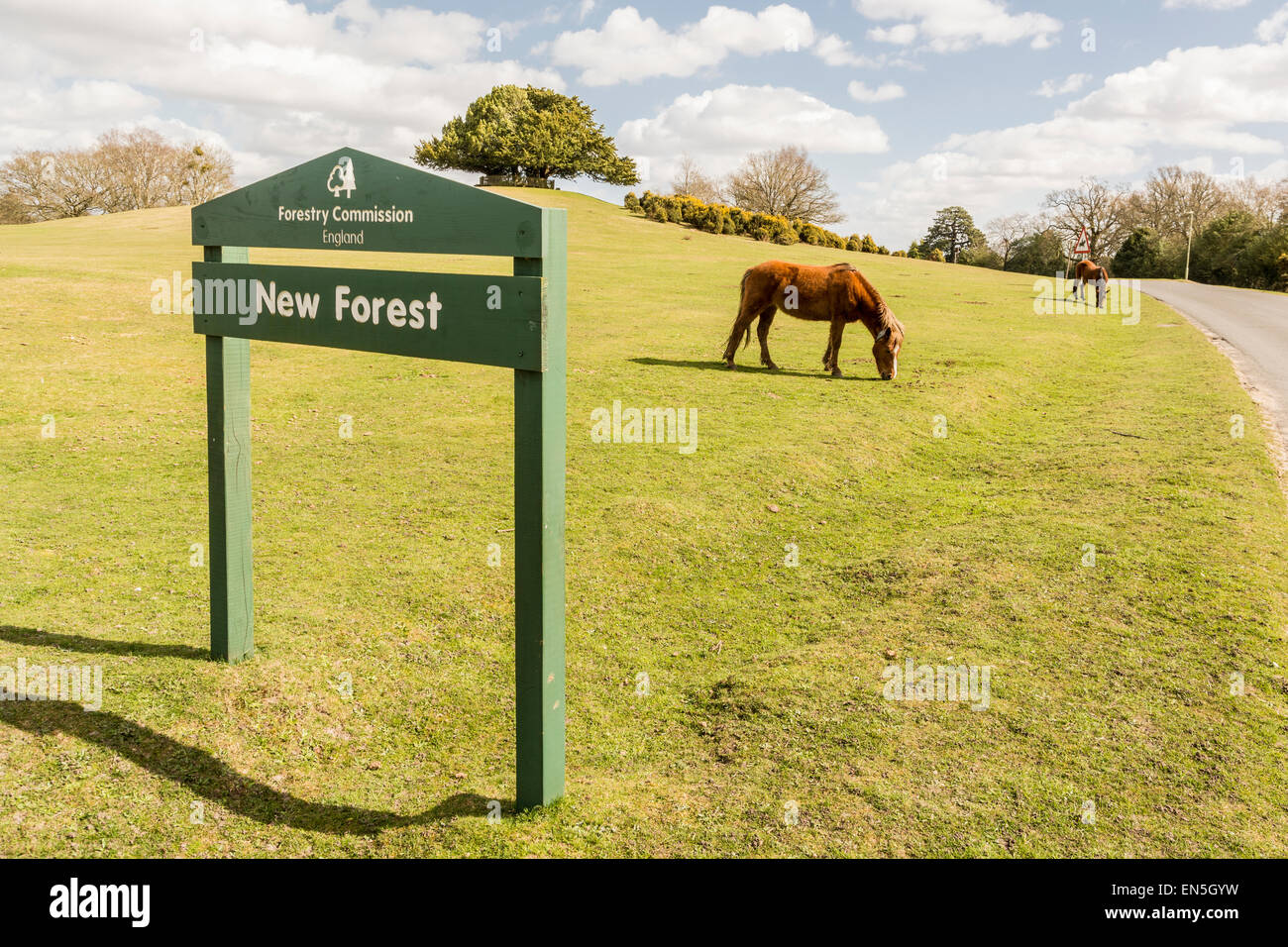 New Forest Zeichen und Pony - Lyndhurst, New Forest, Hampshire. Stockfoto