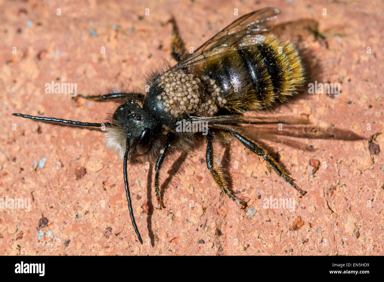 Neu entstanden roten Mauerbiene (Osmia Bicornis / Osmia Rufa) mit behaarte leichtfüßig Milben befallen Stockfoto