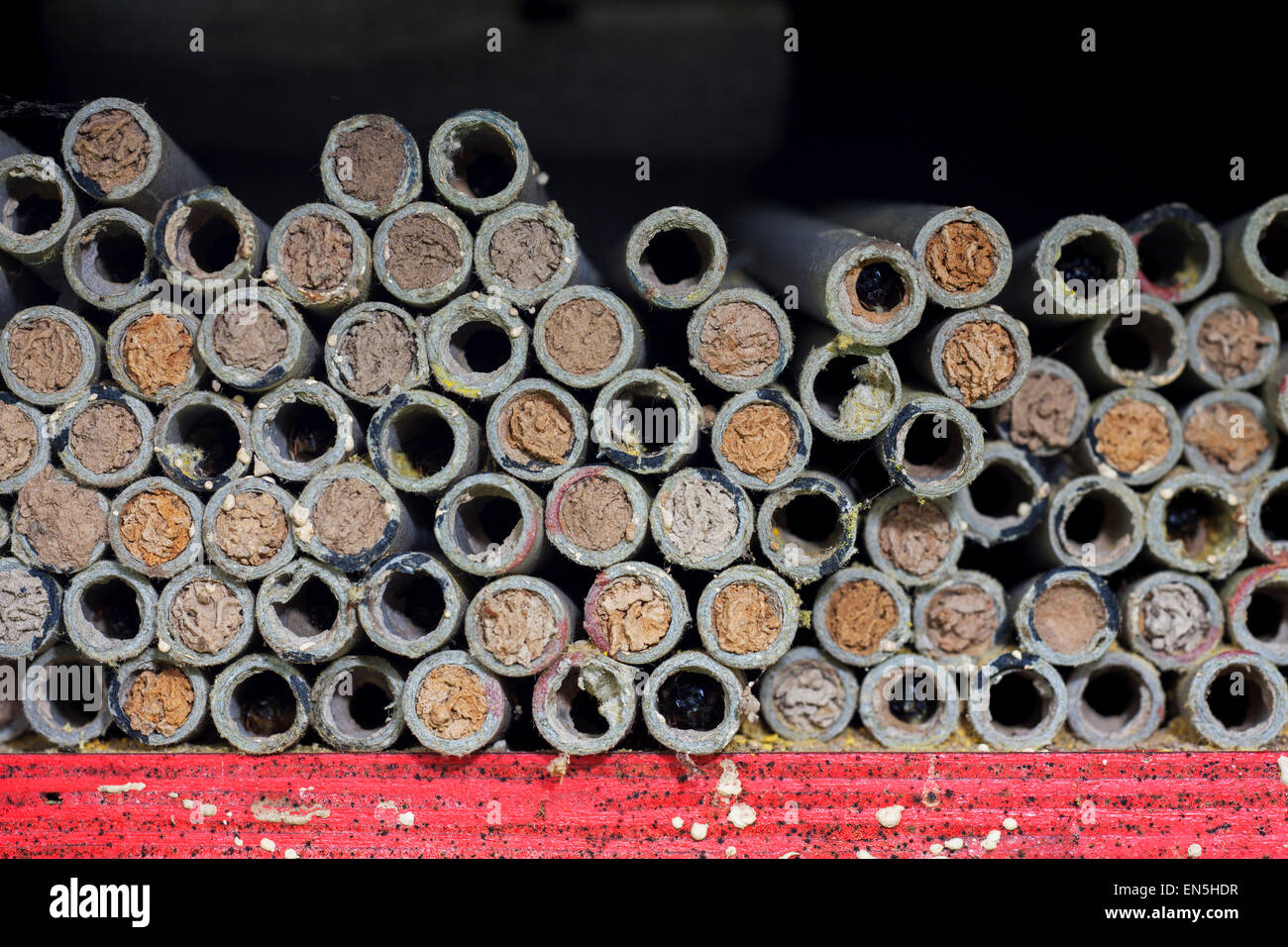 Nest Hohlräume mit Schlamm Stecker von Mauerbienen versiegelt / Erbauer Biene in hohle Röhren am Insektenhotel für Solitärbienen Stockfoto