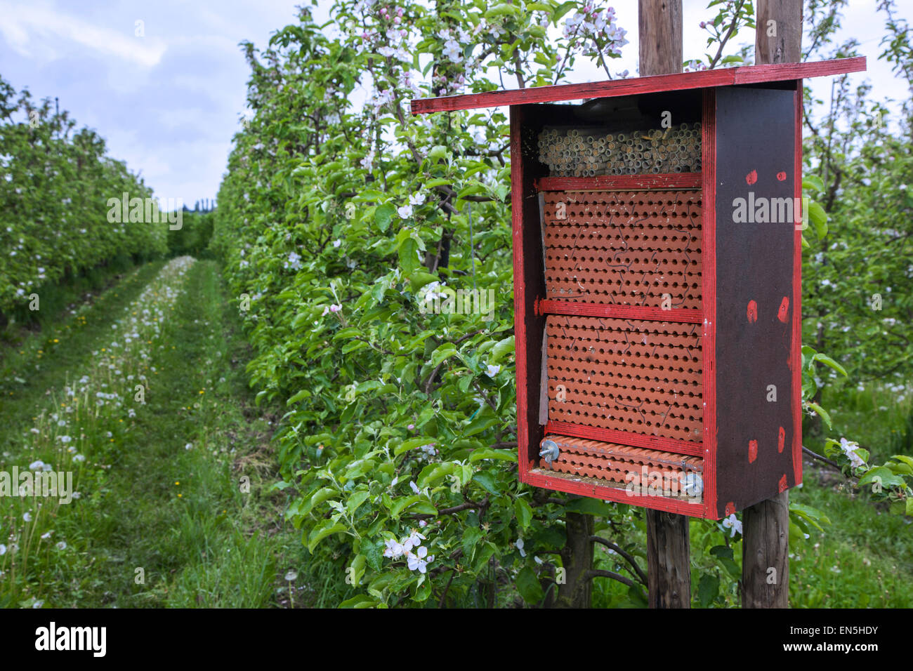 Insektenhotel für Solitärbienen bietet Nest Löcher im blühenden Obstgarten im Frühjahr Stockfoto