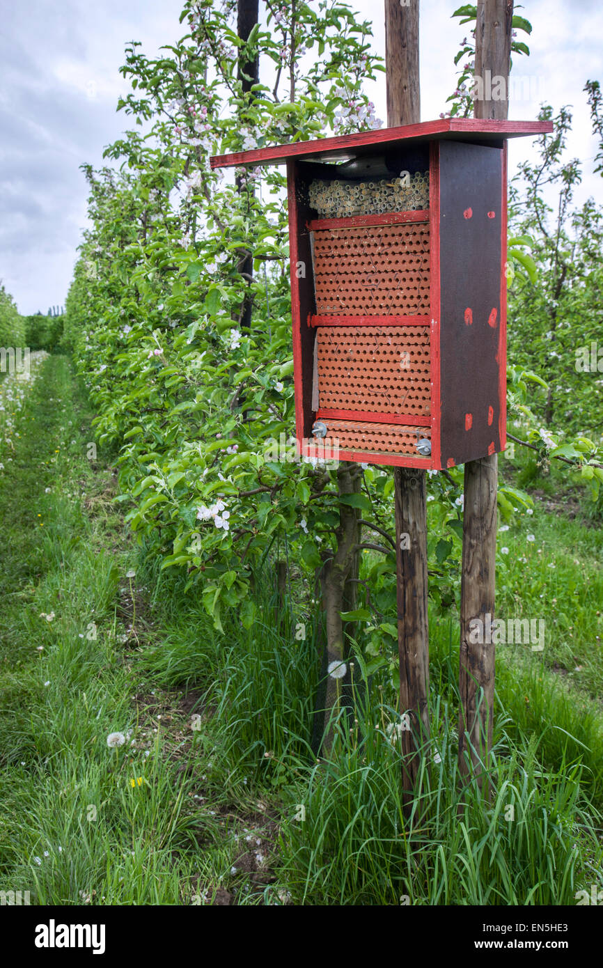Insektenhotel für Solitärbienen bietet Nest Löcher im blühenden Obstgarten im Frühjahr Stockfoto
