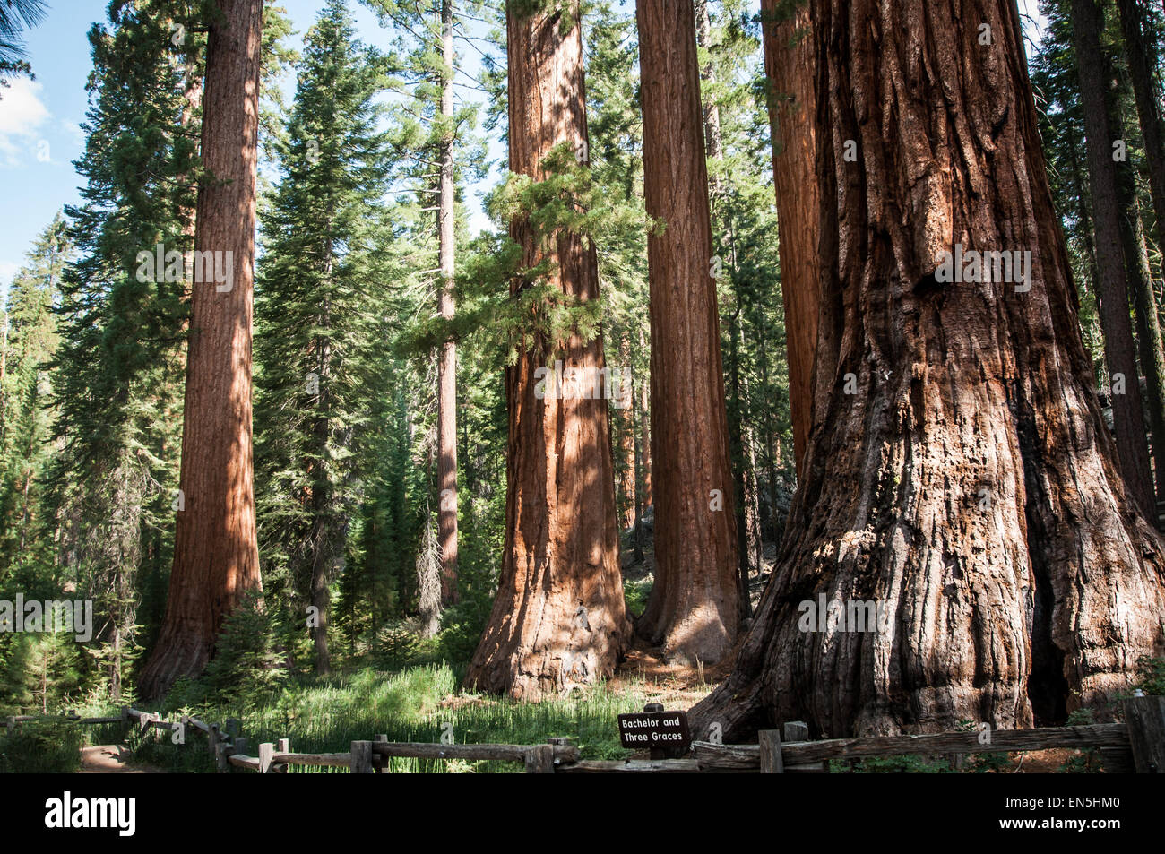 Yosemite-Bachelor und drei Grazien Stockfoto