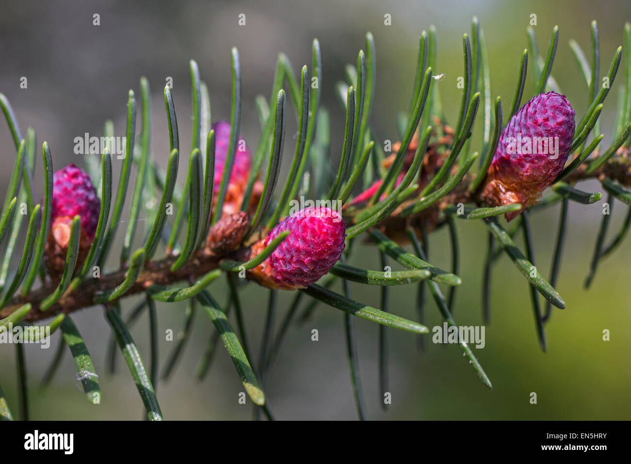Europäische Tanne (Abies Alba) Großaufnahme der männlichen Blüten und Nadeln Stockfoto