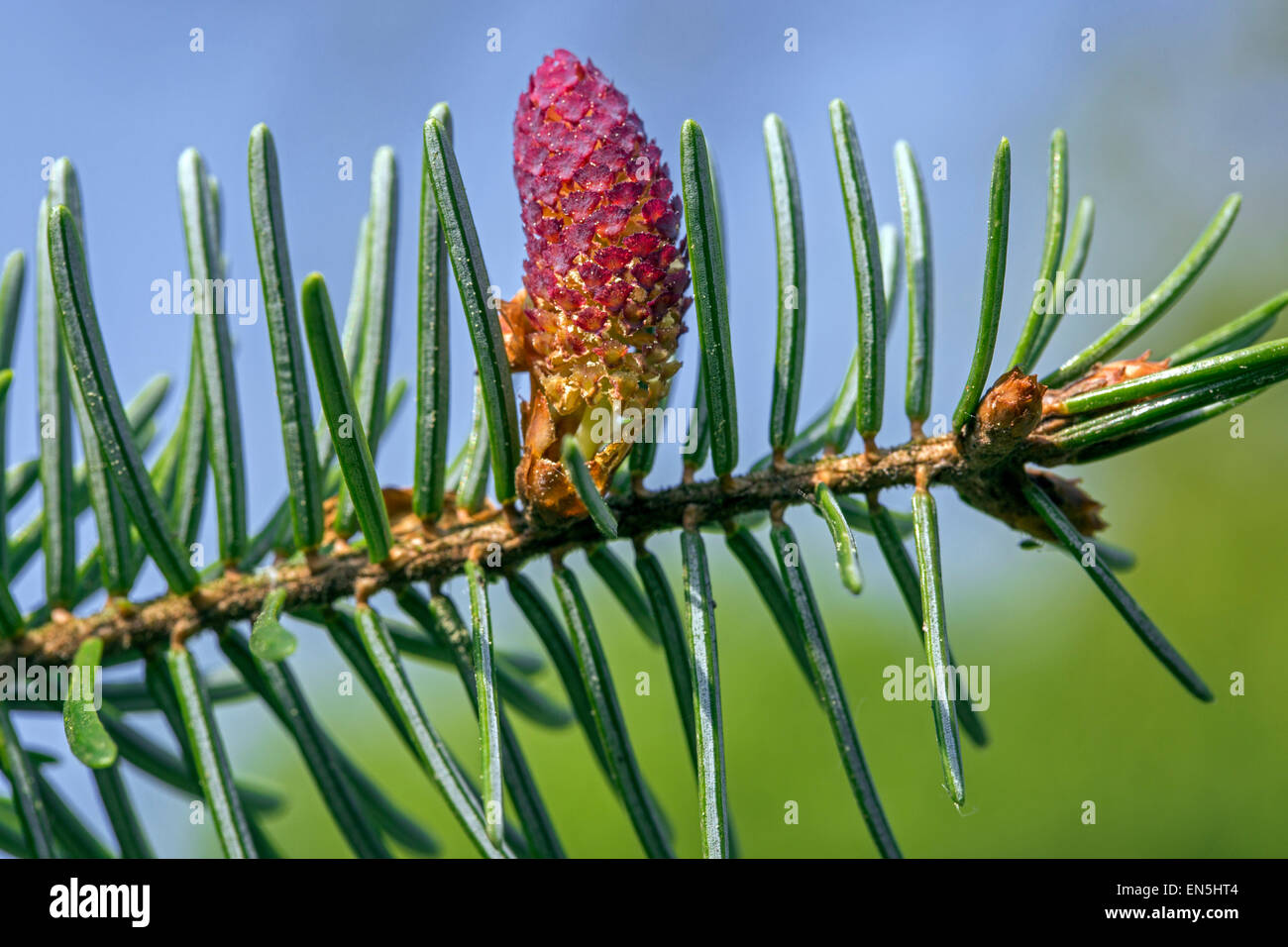 Europäische Tanne (Abies Alba) Großaufnahme der männlichen Blüte und Nadeln Stockfoto