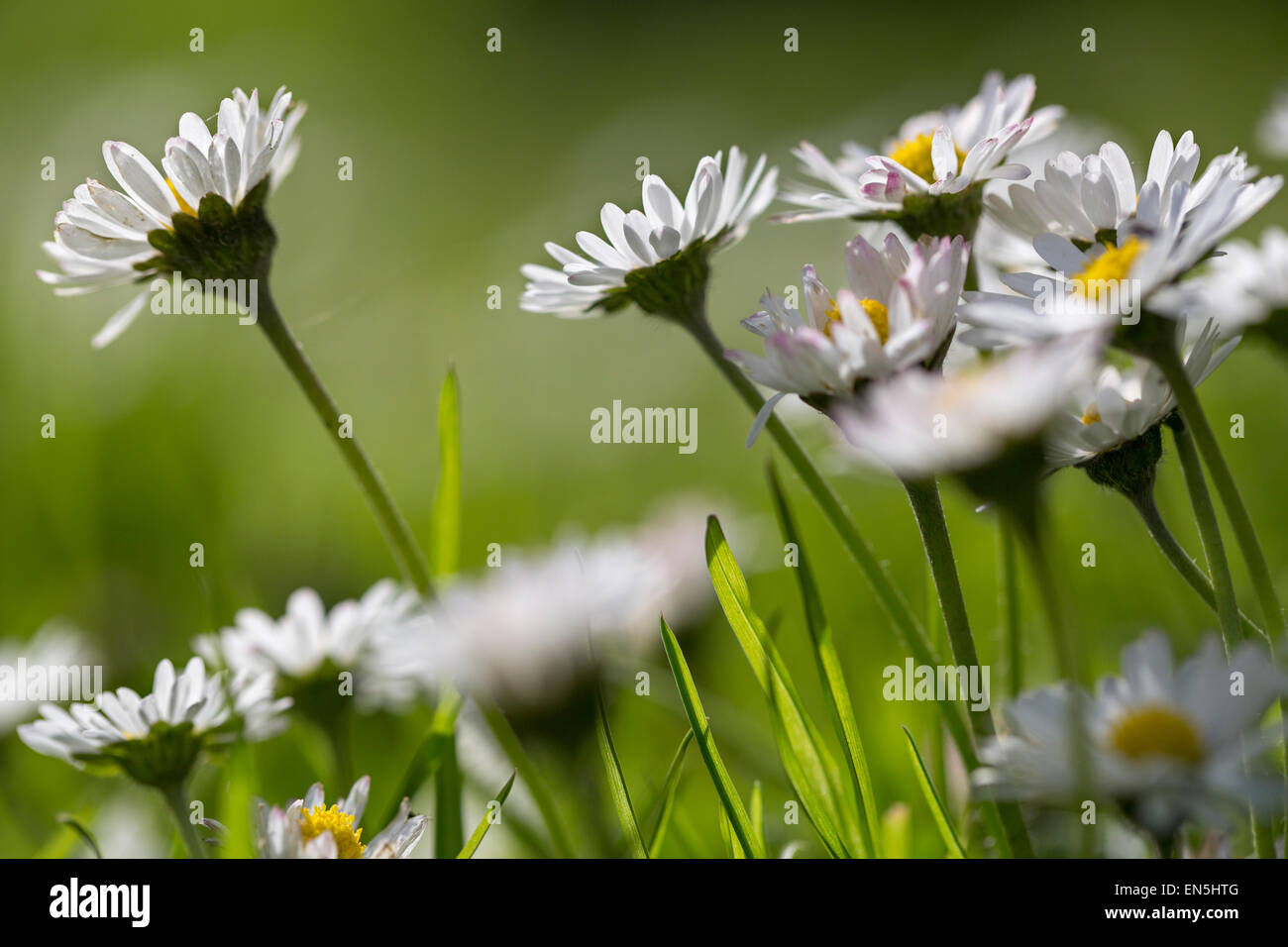 Gemeinsamen Gänseblümchen / englische Gänseblümchen (Bellis Perennis) in Blüte auf Wiese Stockfoto