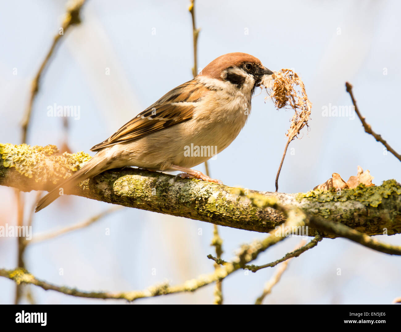 Spatz auf dem Ast eines Baumes sitzt Stockfoto