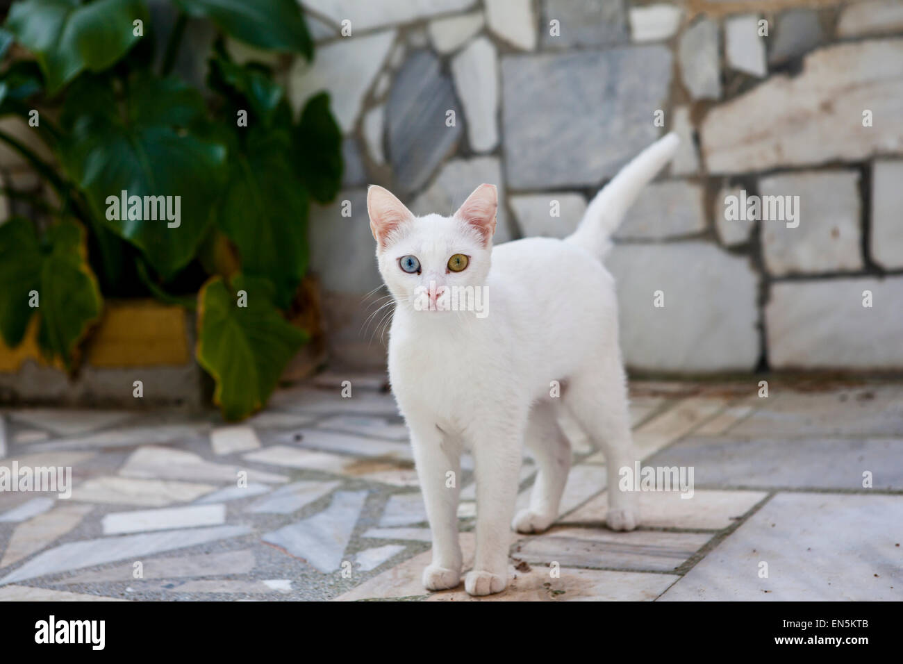 Die streunenden Katzen von Syros auf den griechischen Inseln Stockfoto