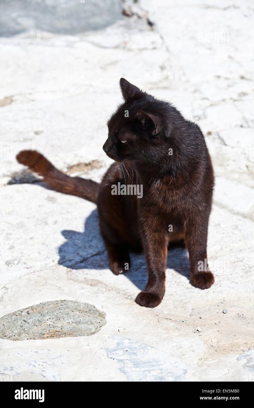Die streunenden Katzen von Syros auf den griechischen Inseln Stockfoto