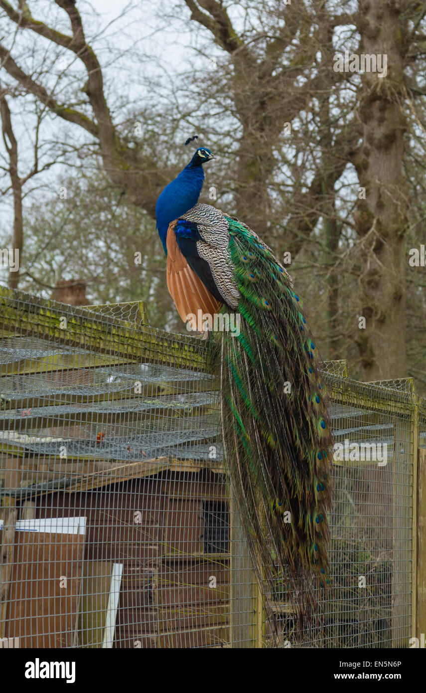 Über einen Käfig Pfau Stockfoto