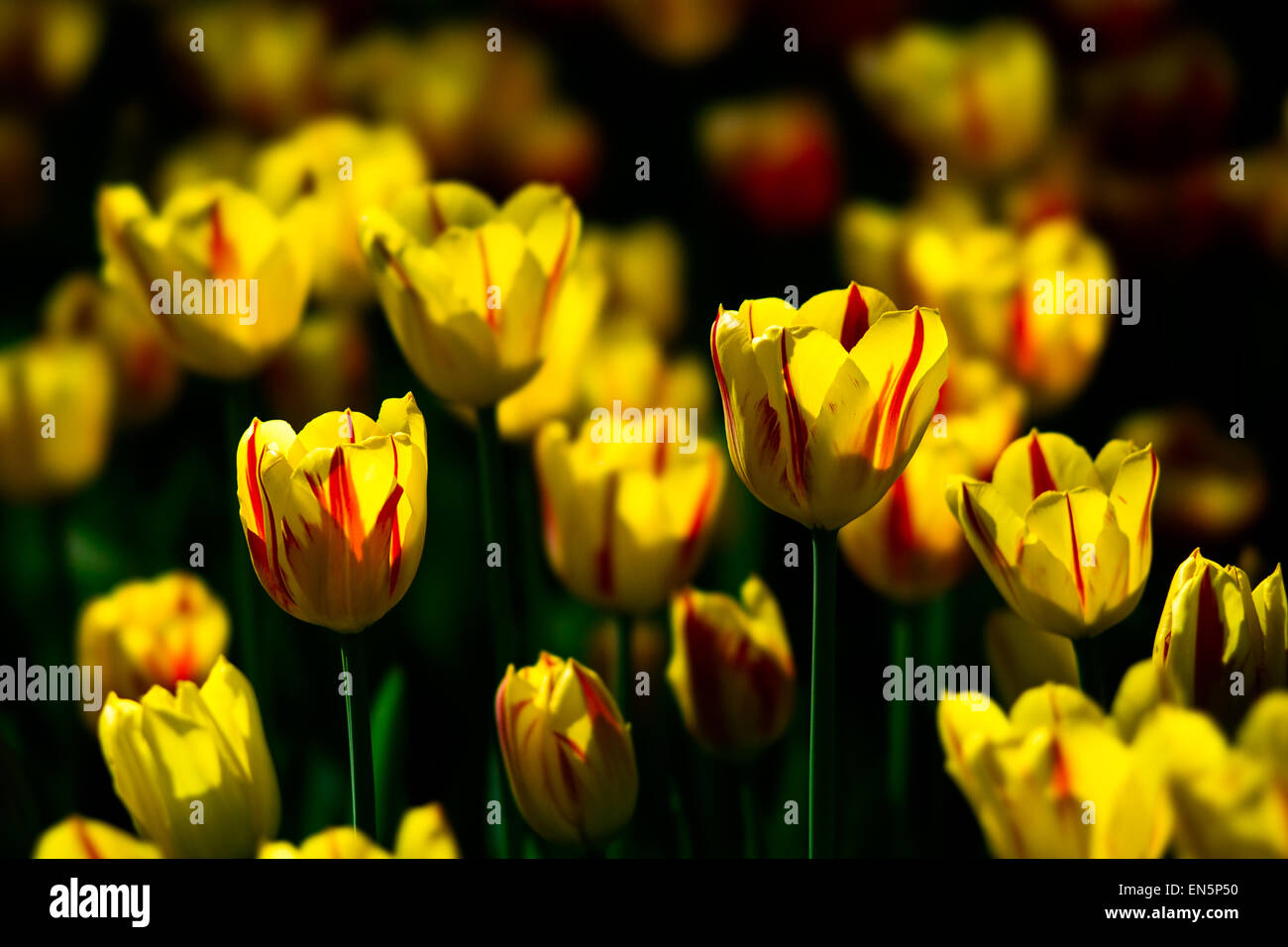 Tulpe Blumen von gelben und roten Farbe auf ein Blumenbeet. Spiel von Sonnenlicht und dunkelgrünen Hintergrund. Stockfoto