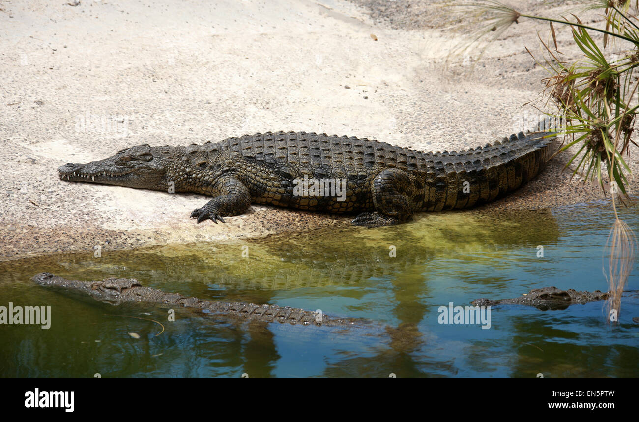 Nil-Krokodil, Crocodylus Niloticus, Crocodylidae. Stockfoto