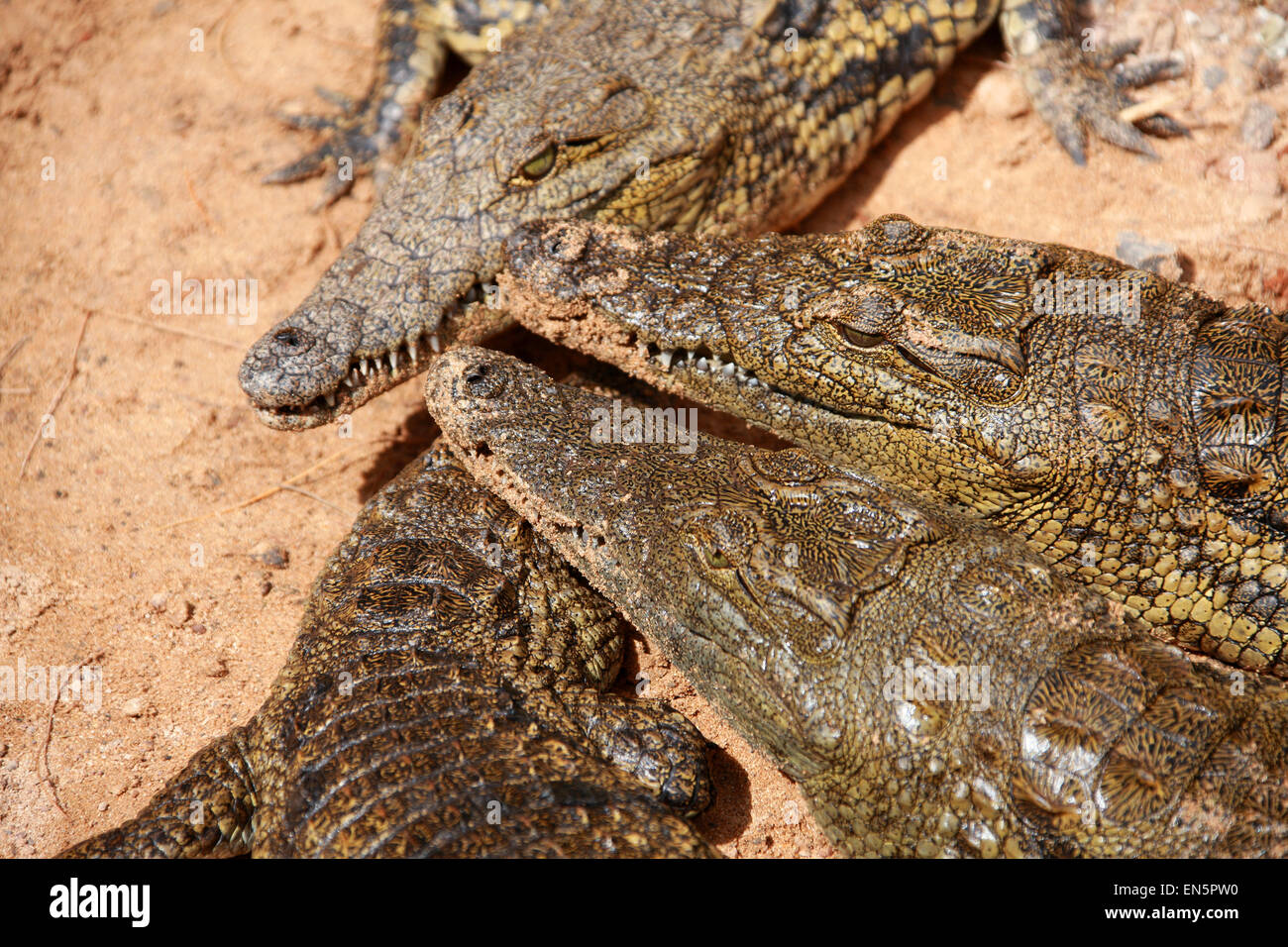 Nil-Krokodil, Crocodylus Niloticus, Crocodylidae. Stockfoto