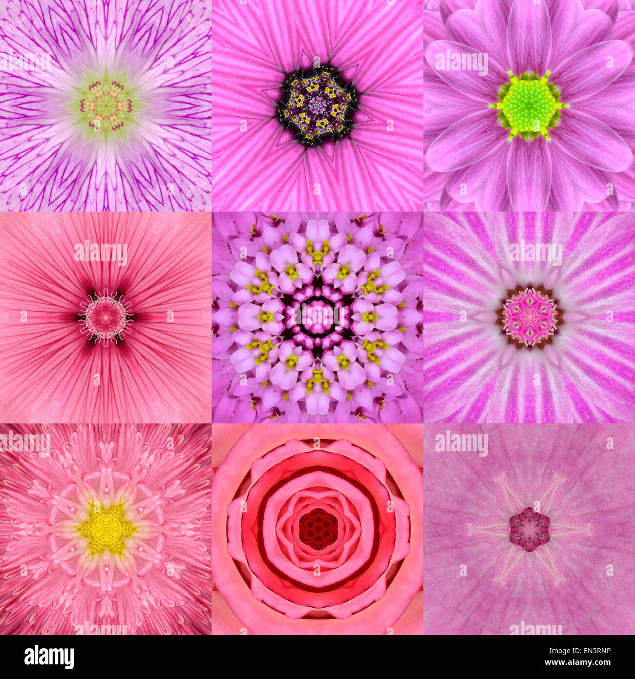 Sammlung von neun konzentrischen rosa Blume Mandalas. Kaleidoskop konzentrischen Design. Voller Blüte Hintergrund Stockfoto