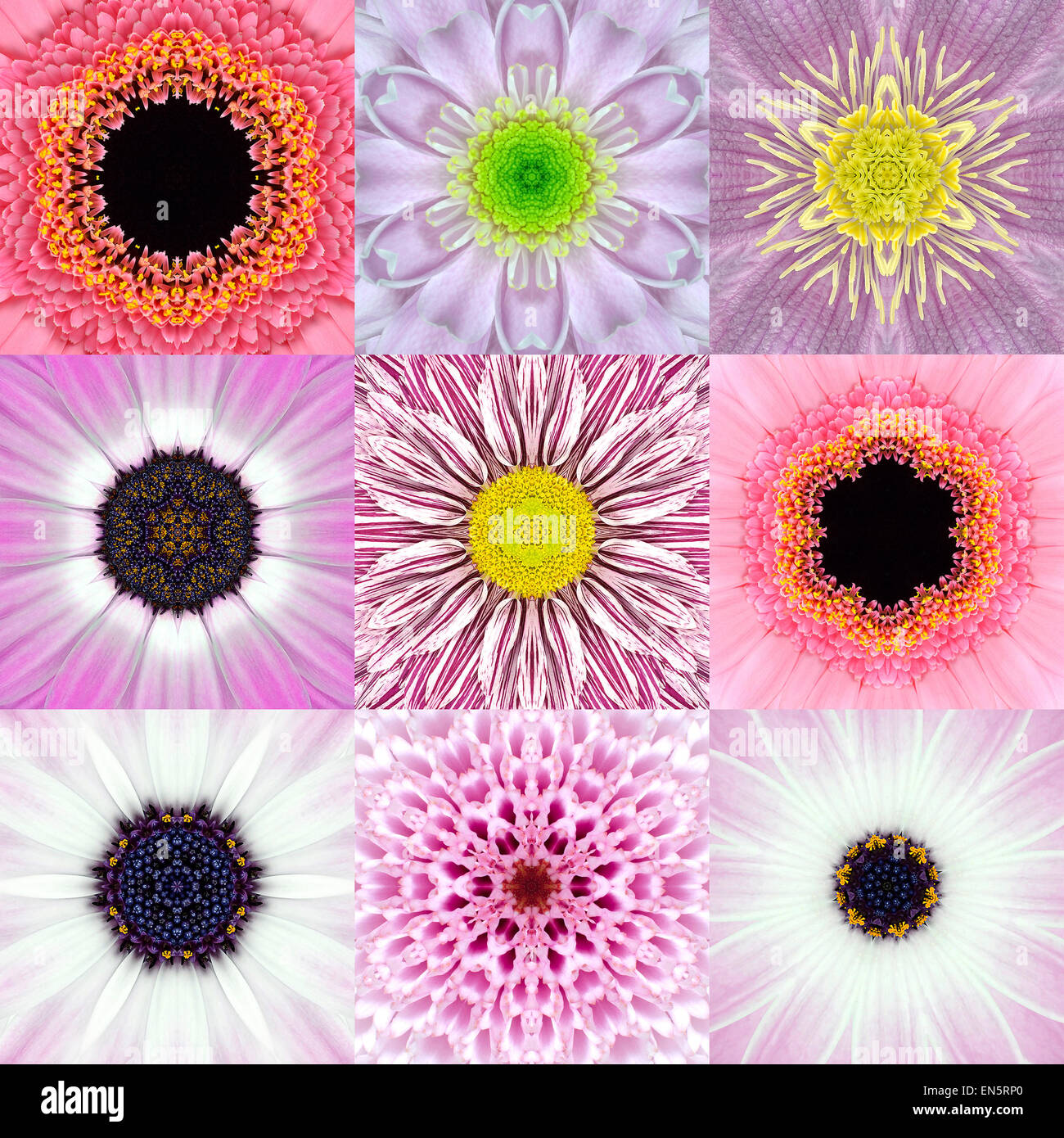 Sammlung von neun konzentrischen rosa Blume Mandalas. Kaleidoskop konzentrischen Design. Voller Blüte Hintergrund Stockfoto