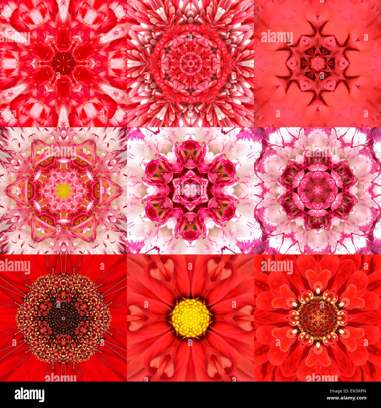 Sammlung von neun konzentrischen Flowers Mandalas. Kaleidoskop-Design. Voller Blüte Hintergrund Stockfoto