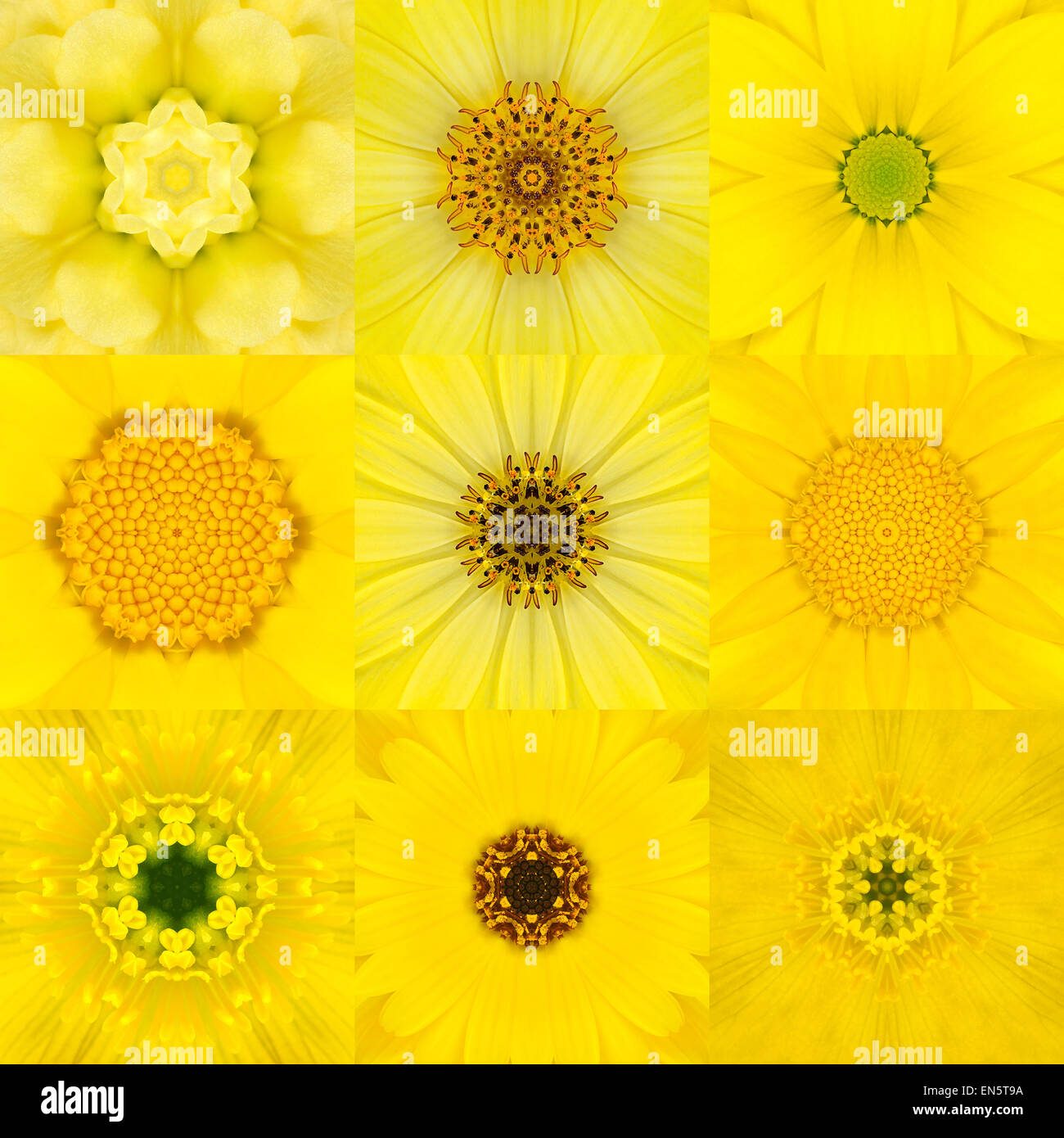 Sammlung von neun gelbe konzentrischen Blume Mandalas. Kaleidoskop konzentrischen Design. Voller Blüte Hintergrund Stockfoto