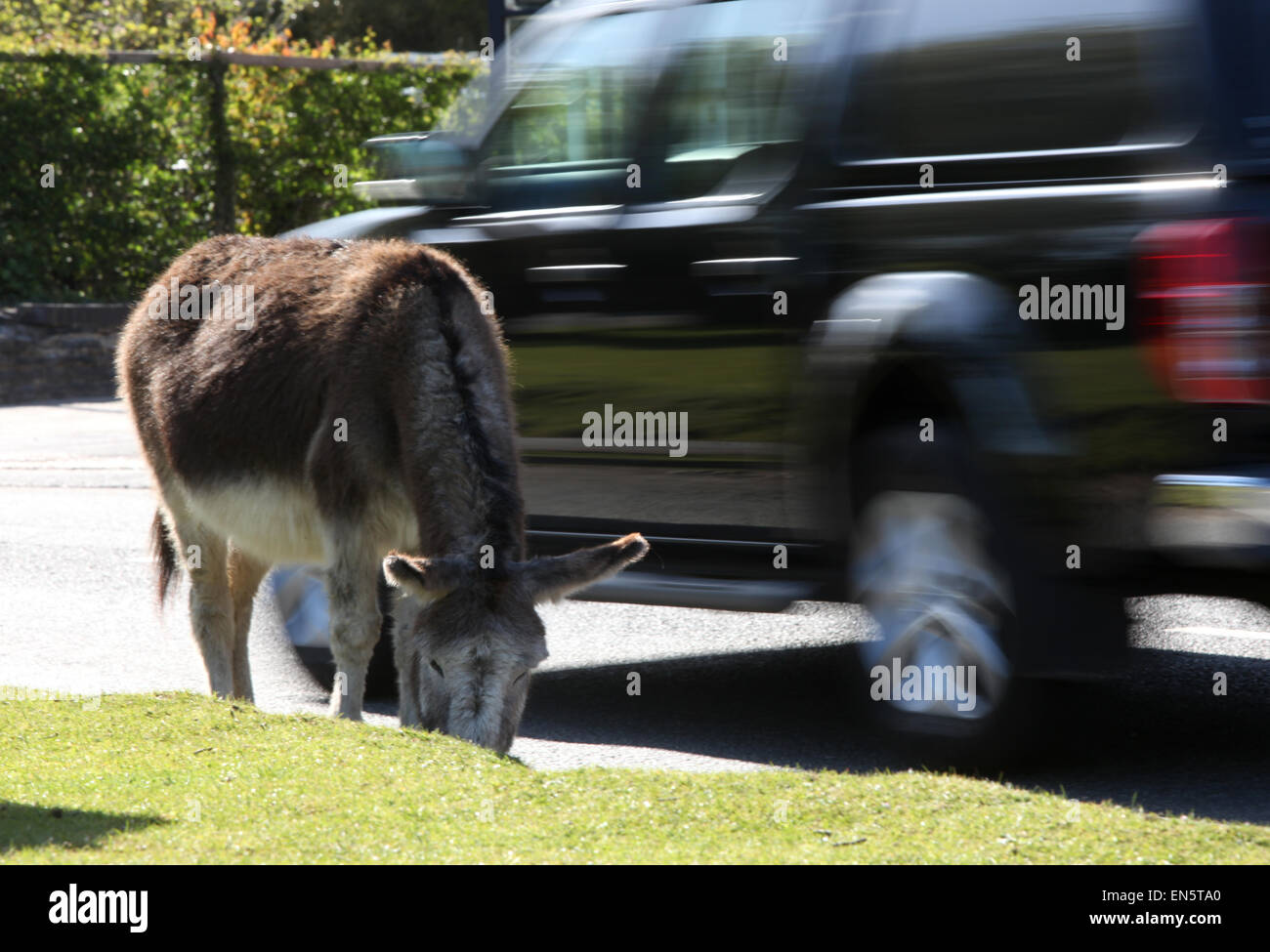 Esel am Straßenrand in Beaulieu in der New Forest-Hampshire UK Stockfoto