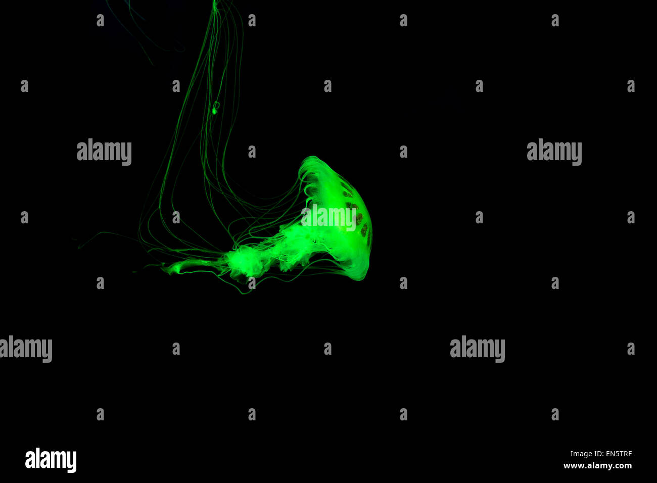 Grün leuchtende Quallen auf schwarzem Hintergrund isoliert Stockfoto