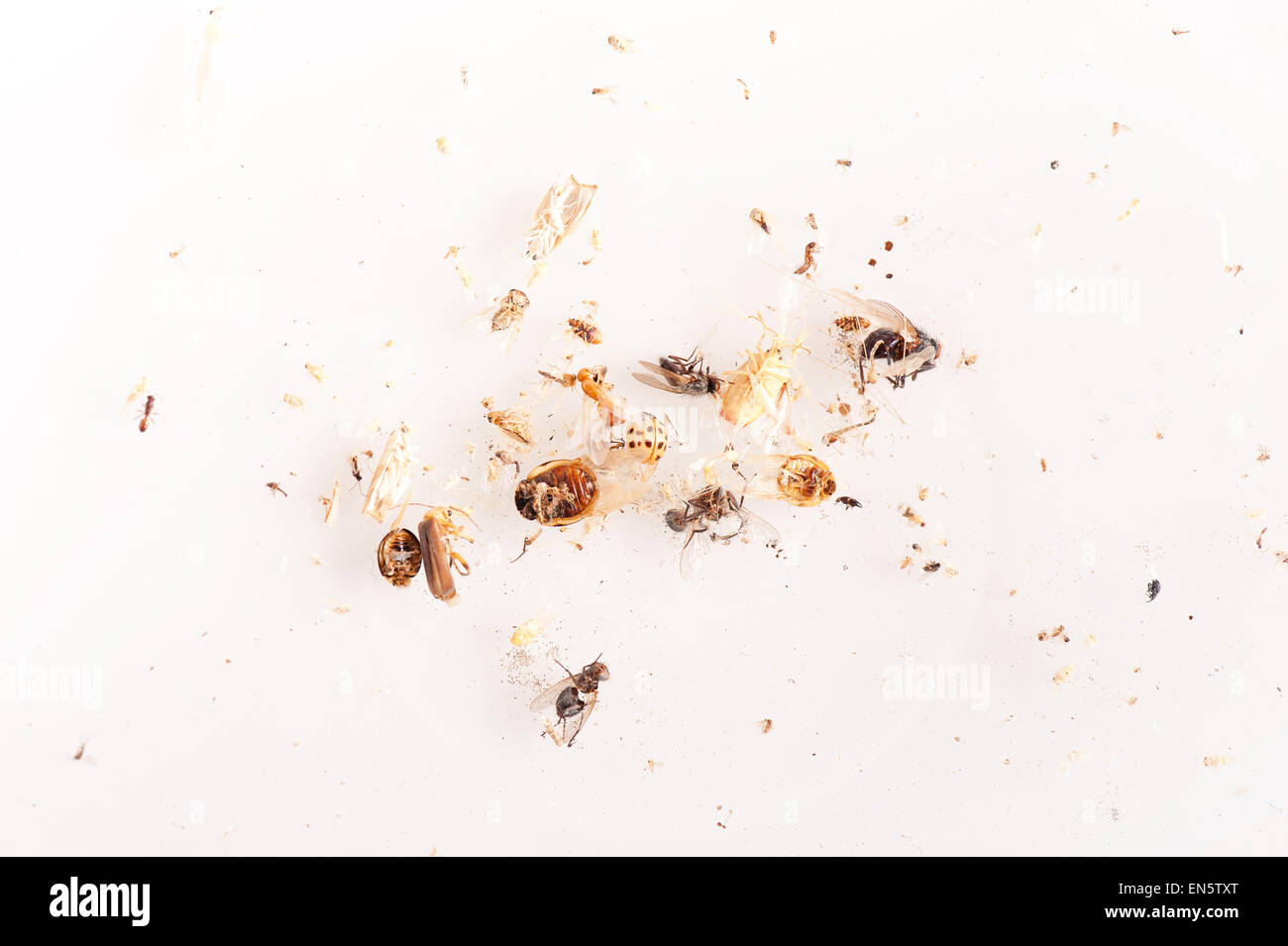 Tote Insekten auf weiß im Lampenschirm liegend Stockfoto