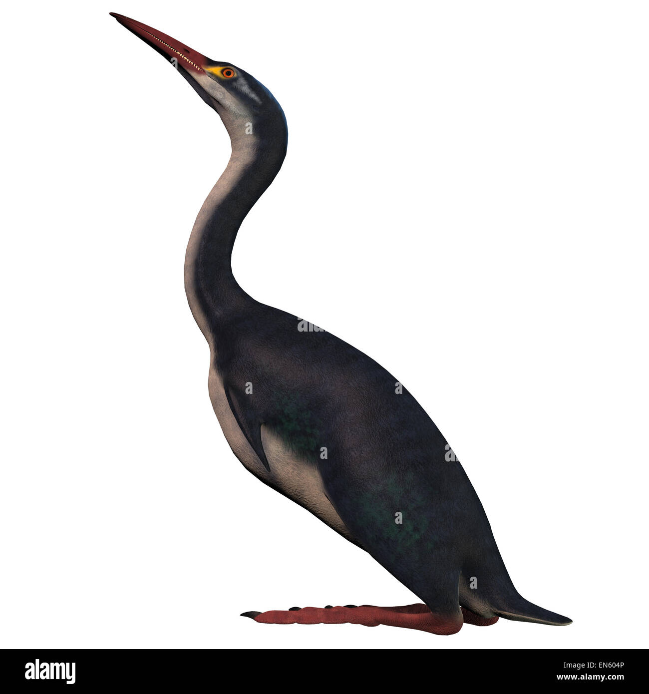 Hesperornis war eine flugunfähige Wasservogelarten, die die Seen und Teiche der Sumpf der Kreidezeit Ära bewohnt. Stockfoto